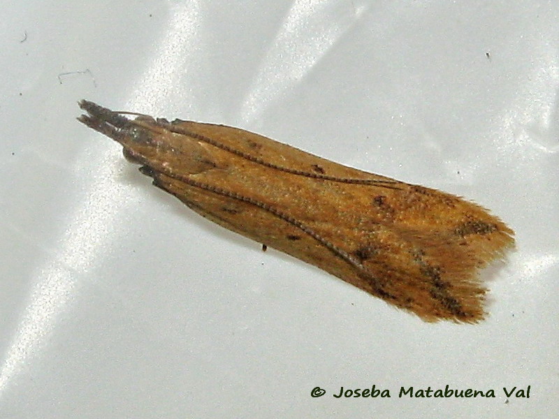Dichomeris acuminatus - Gelechiidae 180929